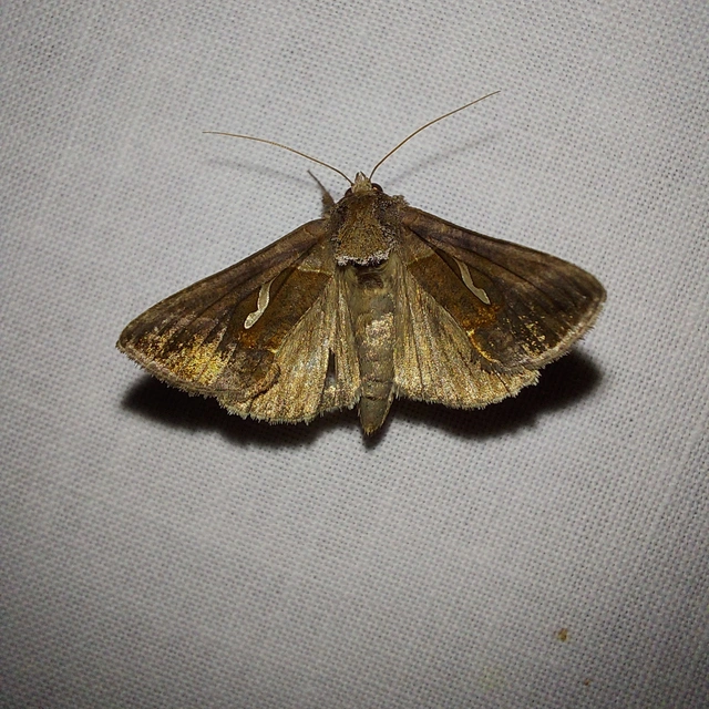 Macdunnoughia confusa - cseppfoltos ezüstbagoly