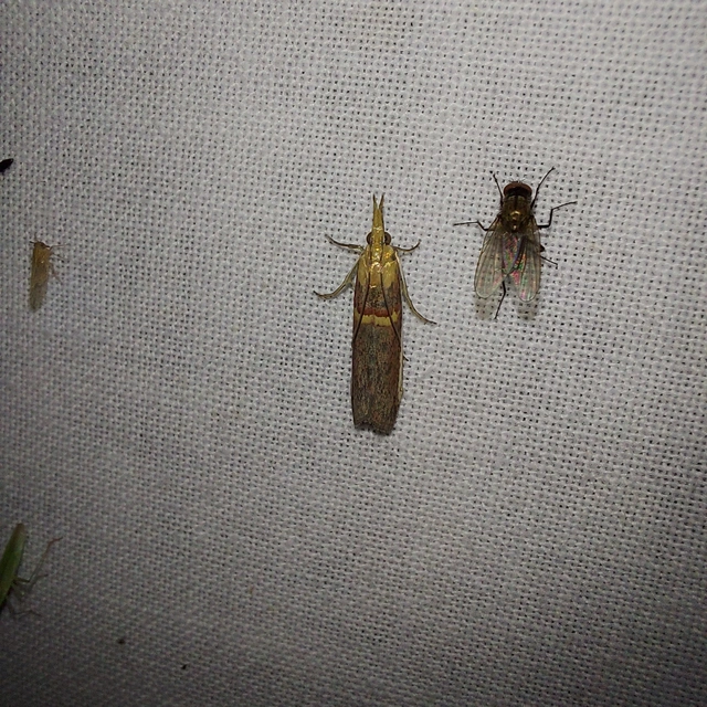 Etiella zinckenella - akácmoly