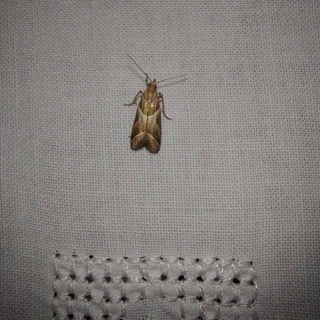 Nyctegretis lineana - agátszínű karcsúmoly