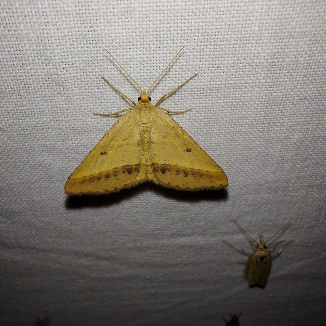 Tephrina arenacearia - lucerna-araszoló