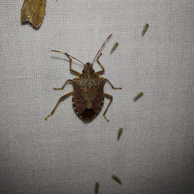 Halyomorpha halys - ázsiai márványospoloska