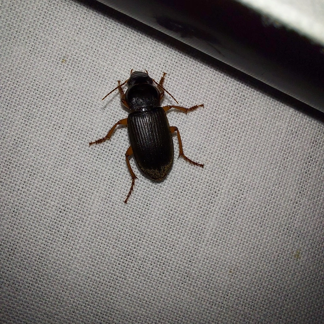 Harpalus rufipes - nagy selymesfutó