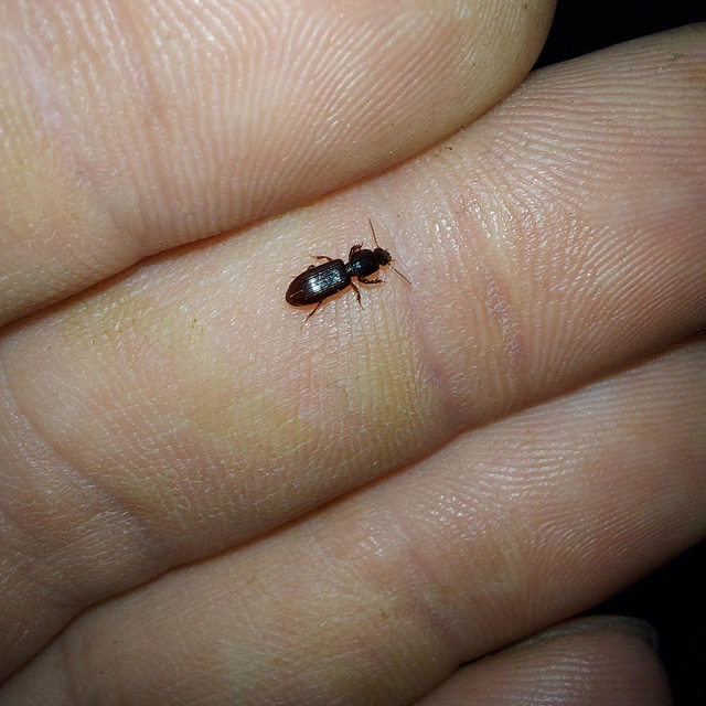 Clivina fossor - egyszínű vakondfutó