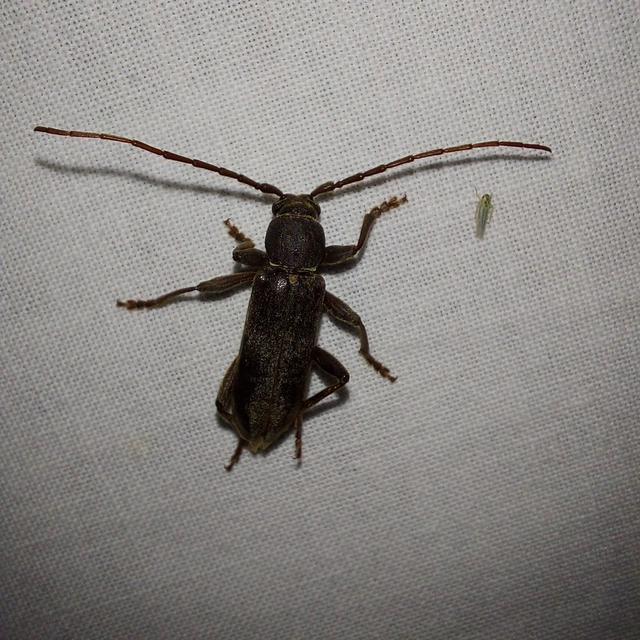 Trichoferus campestris - szállóvendég éjicincér