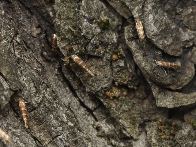 Cameraria ohridella - vadgesztenye-sátorosmoly