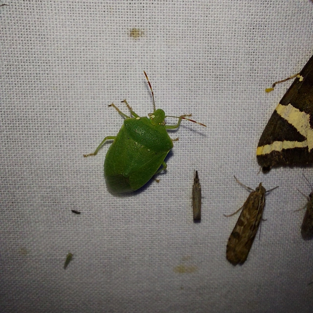 Nezara viridula - zöld vándorpoloska