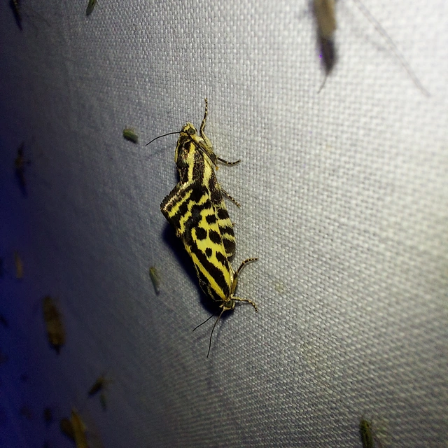 Emmelia trabealis - zebrabagoly
