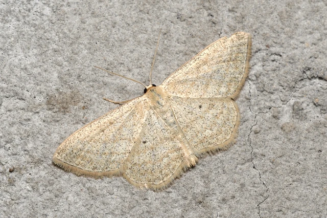Scopula virgulata - vesszős sávosaraszoló