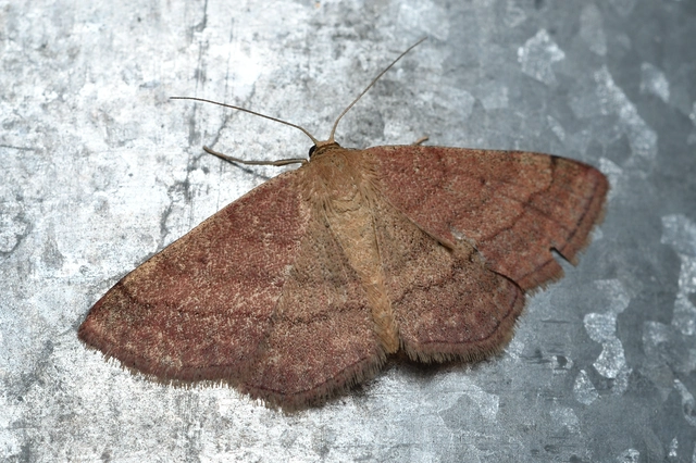 Scopula rubiginata - réti pirosaraszoló