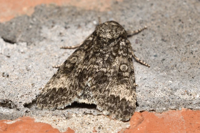 Acronicta megacephala - nagyfejű szigonyosbagoly