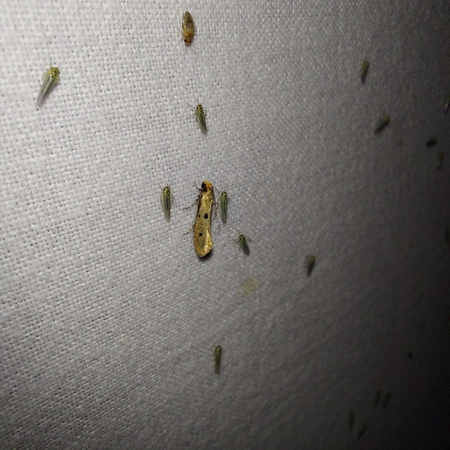 Tinea trinotella - hárompettyes fészekmoly