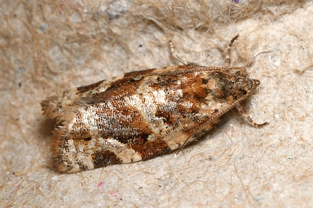 Argyrotaenia ljungiana - ékes sodrómoly