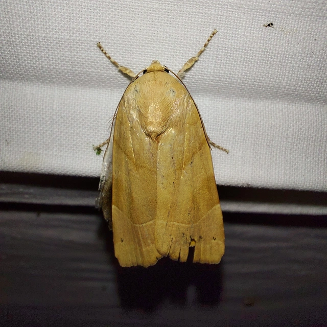 Noctua fimbriata - szélessávú sárgafűbagoly