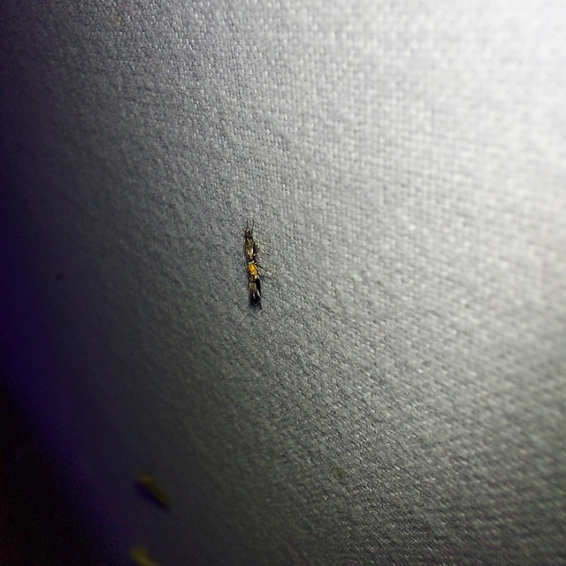 Cosmopterix