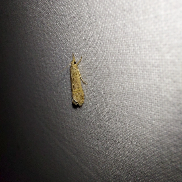 Euchromius ocellea - ezüstcsíkos mozaikmoly