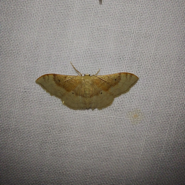 Idaea degeneraria - barnasávos araszoló