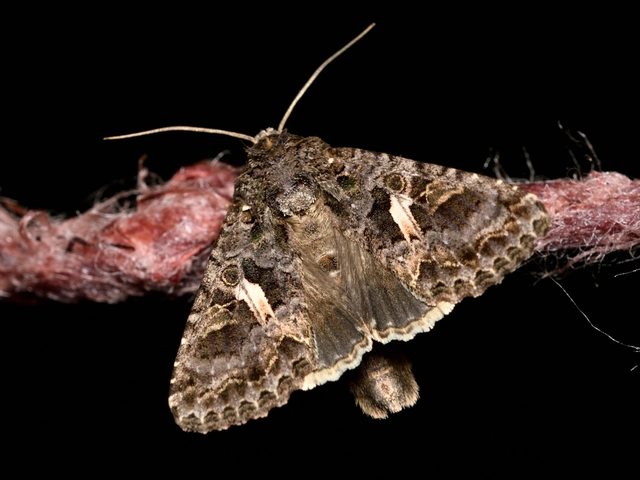 Trachea atriplicis - nyári zöldbagoly