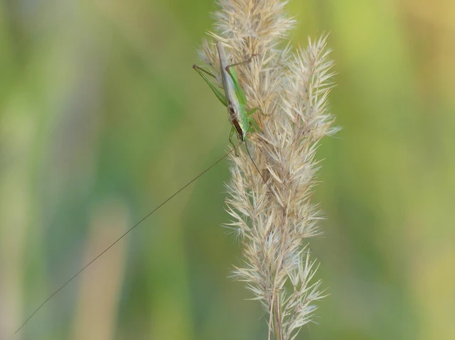 Conocephalus fuscus - kis kúpfejűszöcske