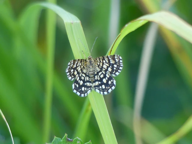 Chiasmia clathrata - rácsos rétiaraszoló