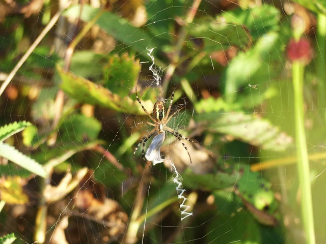 Argiope bruennichi - darázspók