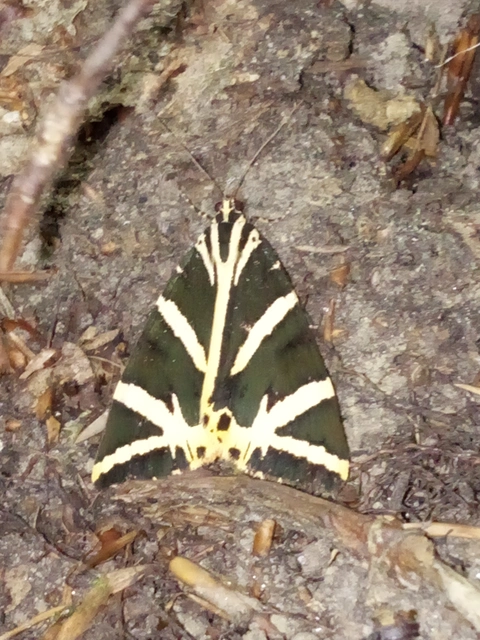 Euplagia quadripunctaria - csíkos medvelepke
