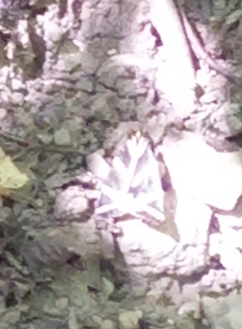 Euplagia quadripunctaria - csíkos medvelepke