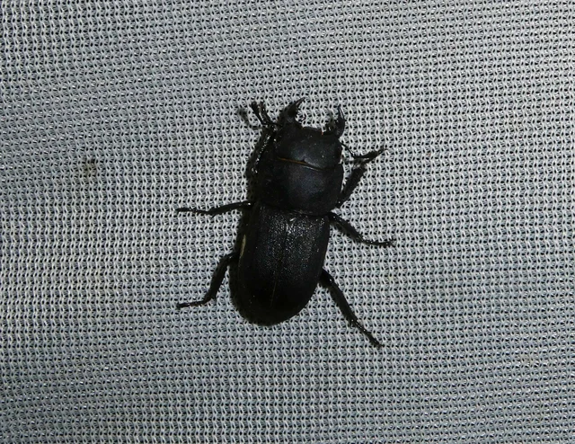 Dorcus parallelipipedus - kis szarvasbogár