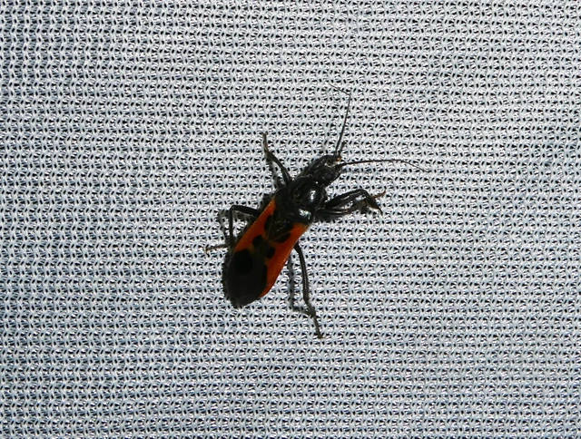 Peirates hybridus - foltos rablópoloska