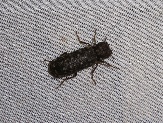 Lichenophanes varius - tarka csuklyásszú
