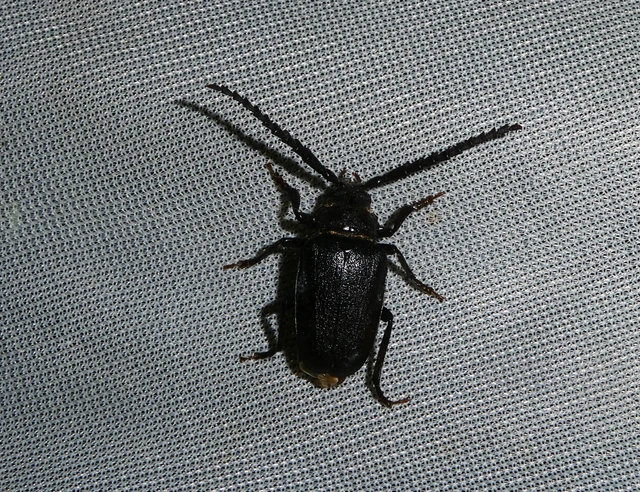Prionus coriarius - csőszcincér