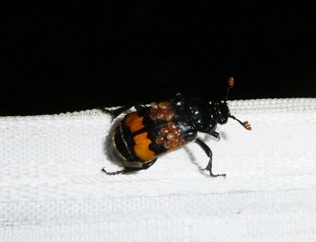 Nicrophorus interruptus - sárgaszőrű temetőbogár