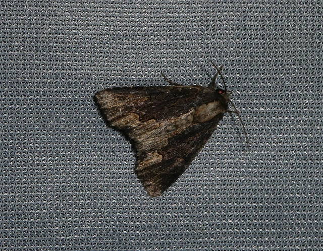 Dypterygia scabriuscula - szurokbarna nyáribagoly