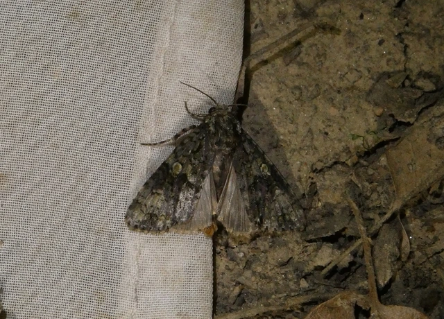 Craniophora ligustri - fagyalbagoly