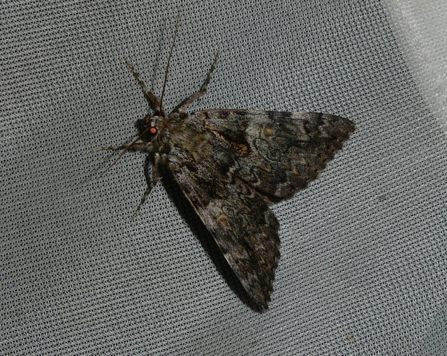 Catocala promissa - kis tölgyfa-övesbagoly