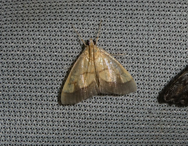 Evergestis limbata - közönséges dudvamoly