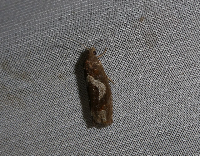 Epiblema foenella - kampósfoltú tükrösmoly