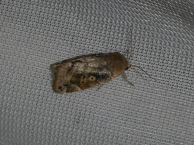Cosmia affinis - barna lombbagoly
