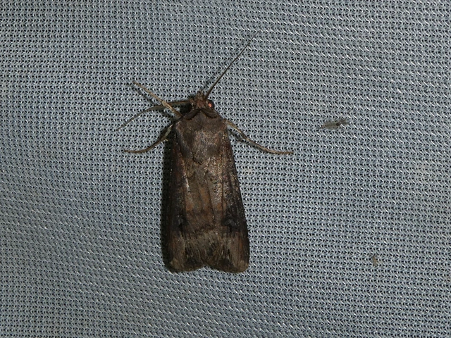 Agrotis ipsilon - nagy földibagoly