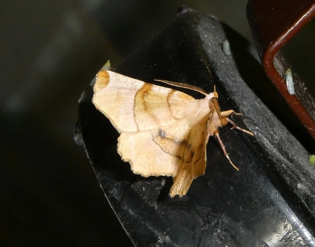 Selenia lunularia - egyfoltos holdasaraszoló