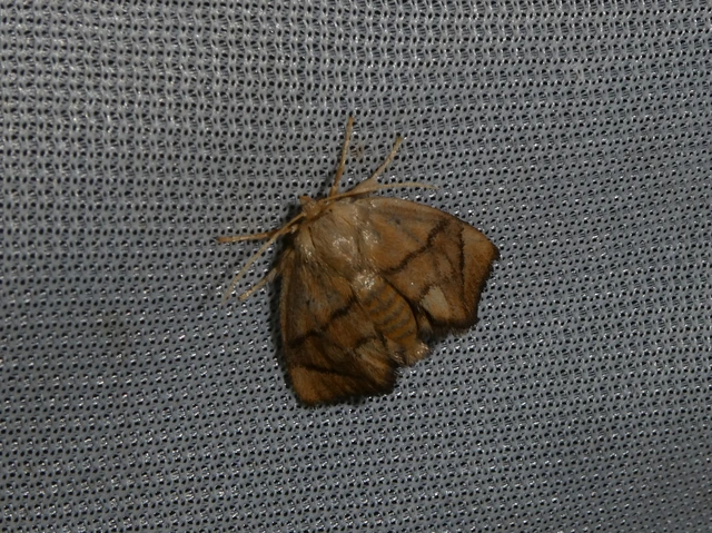 Apoda limacodes - kagylólepke