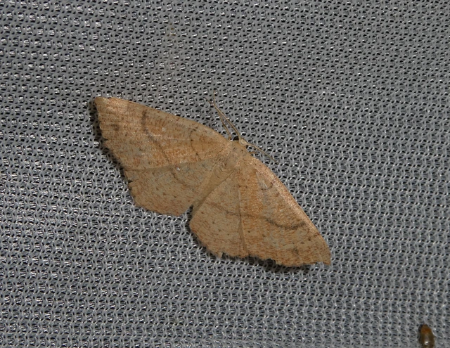 Cyclophora ruficiliaria - vörösrojtú pettyesaraszoló