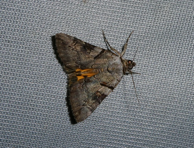 Catocala hymenaea - kökény-övesbagoly