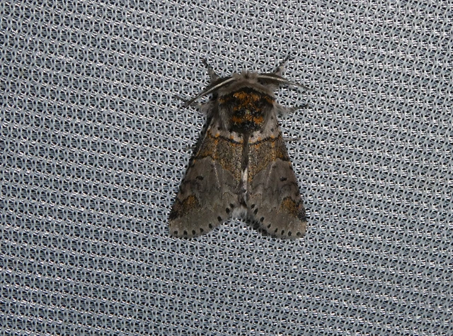 Furcula furcula - szürke púposszövő