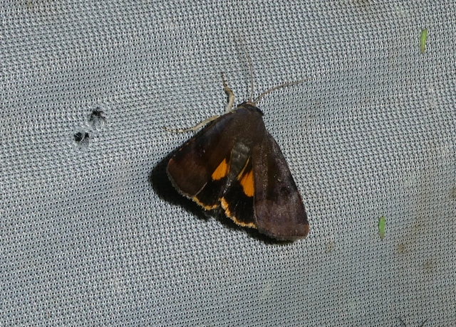 Noctua janthina - tarka sárgafűbagoly