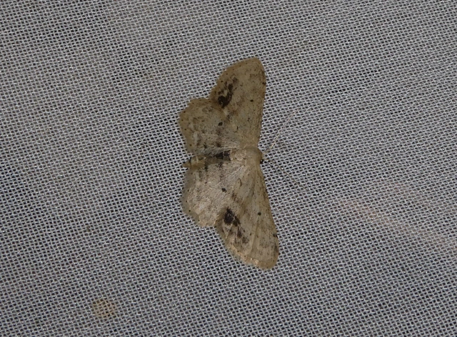 Idaea dimidiata - gyakori apróaraszoló
