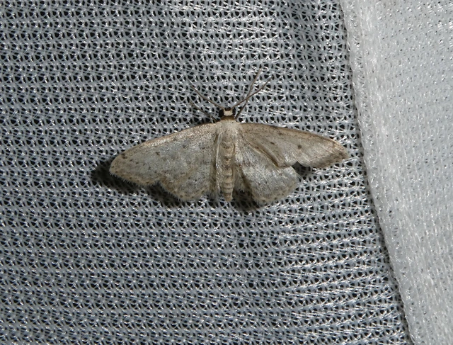 Idaea seriata - szürke apróaraszoló