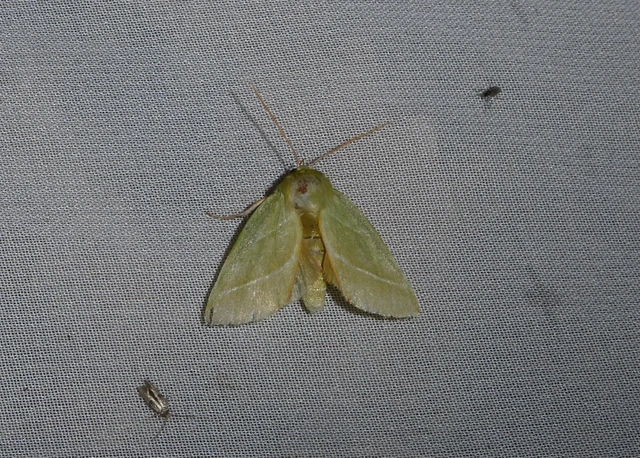 Pseudoips prasinana - bükkfa-zöldbagoly