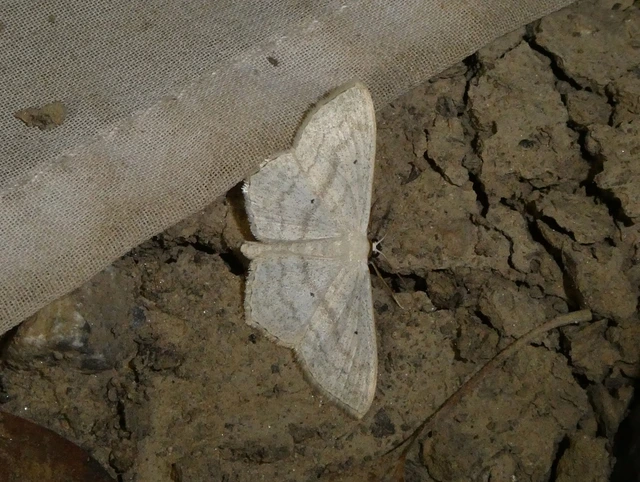 Scopula nigropunctata - feketepettyes araszoló