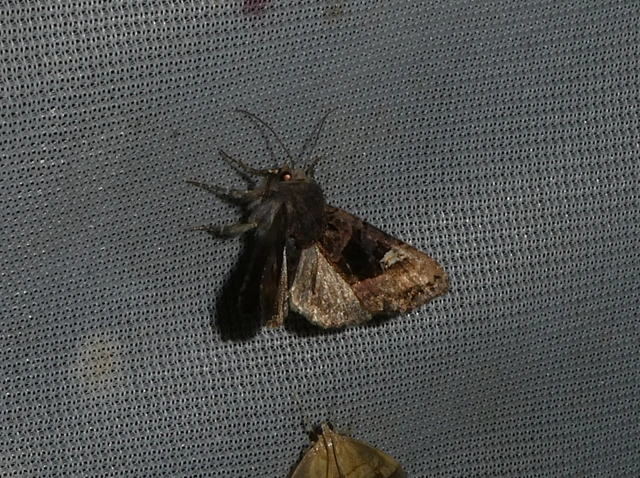 Euplexia lucipara - szeder-csipkésbagoly