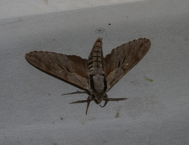 Hyloicus pinastri - fenyőszender